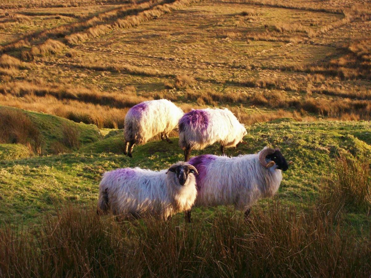 Clifden Wildflower Cottage - Clifden Countryside Lettings Exterior foto